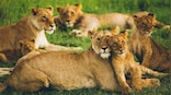 Explainer: How does COVID-19 affect wild animals and pets?