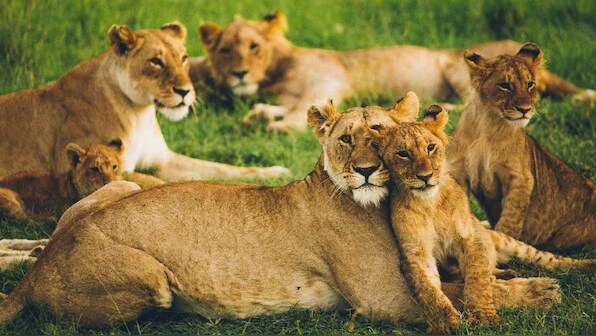 Explainer: How does COVID-19 affect wild animals and pets?