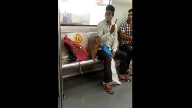Watch: Viral video of monkey taking metro ride in Delhi leaves netizens in splits Watch: Viral video of monkey taking metro ride in Delhi leaves netizens in splits