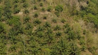 Riddled with environmental concerns, India's palm oil supply chain needs to look at sustainable options