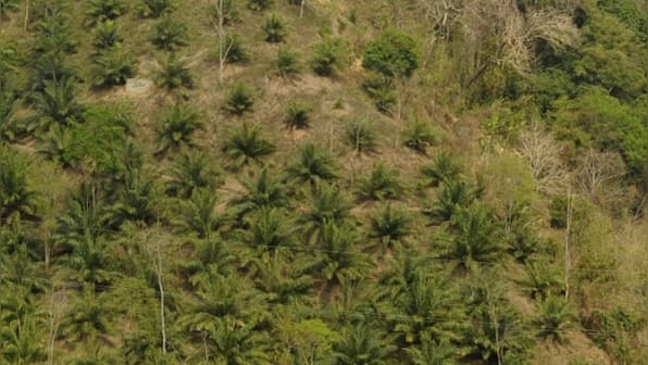 Riddled with environmental concerns, India's palm oil supply chain needs to look at sustainable options