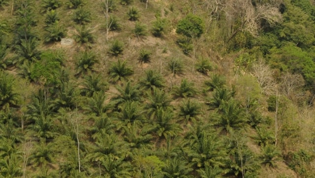 Riddled with environmental concerns, India's palm oil supply chain needs to look at sustainable options Riddled with environmental concerns, India's palm oil supply chain needs to look at sustainable options