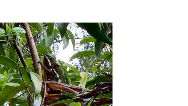 Panther chameleon