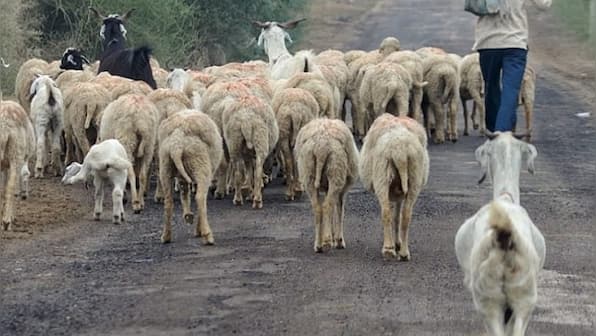 Transhumant pastoralists in Rajasthan struggle amid COVID-19 pandemic as their livelihoods, herds suffer due to depleting resources