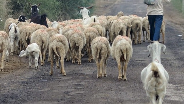 Transhumant pastoralists in Rajasthan struggle amid COVID-19 pandemic as their livelihoods, herds suffer due to depleting resources Transhumant pastoralists in Rajasthan struggle amid COVID-19 pandemic as their livelihoods, herds suffer due to depleting resources