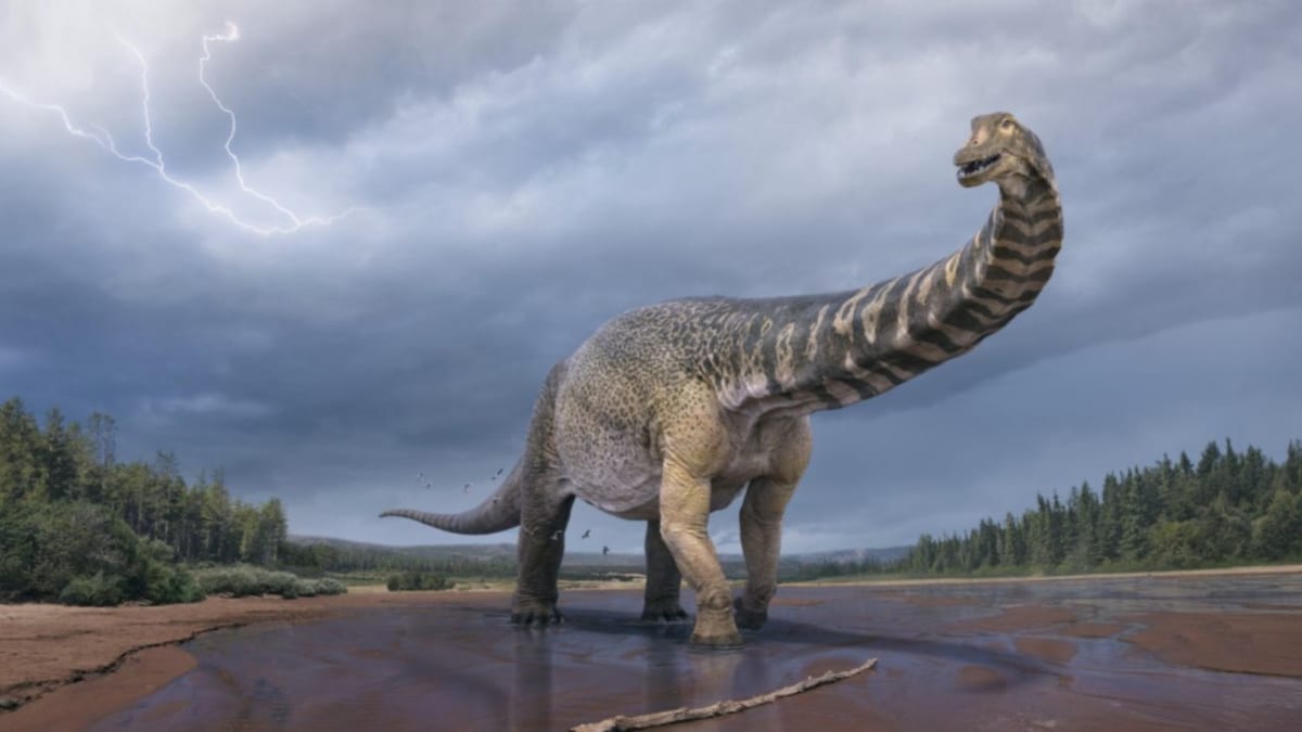 Introducing Australotitan: Australia's largest dinosaur was as big as two buses combined