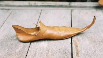 How Medieval England's trend for pointy shoes often led to bunions and broken bones