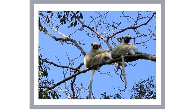 White silky sifaka