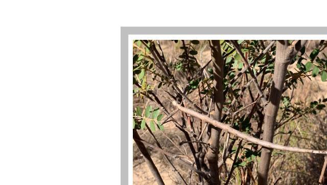 Stick insect