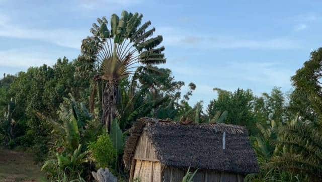 Traveller's palm