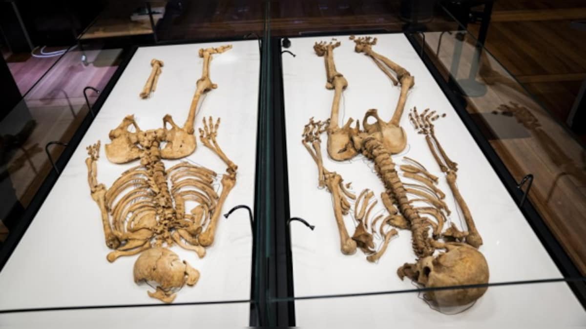 Skeletons of related Viking-era men to reunite for exhibit in Denmark