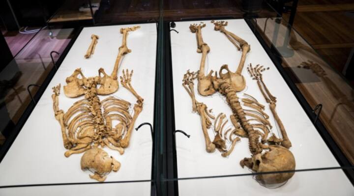 Skeletons of related Viking-era men to reunite for exhibit in Denmark