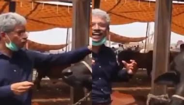 Watch: Pakistan journalist Amin 'interviews' buffalo on Eid-ul-Adha, video goes viral