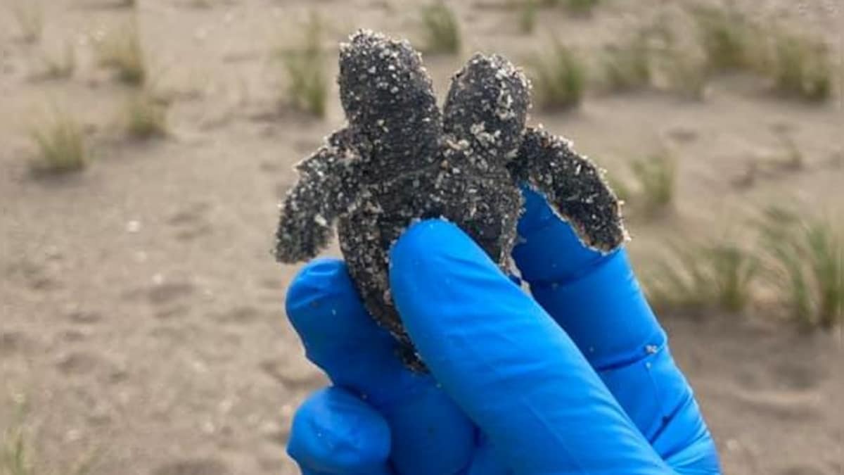 Rare two-headed sea turtle found on South Carolina beach in US; picture goes viral