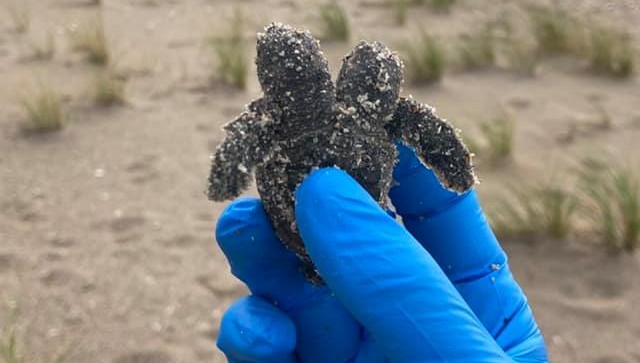 Rare two-headed sea turtle found on South Carolina beach in US; picture goes viral Rare two-headed sea turtle found on South Carolina beach in US; picture goes viral