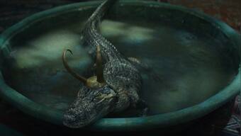 Florida: 10-foot-long alligator spotted crawling through front yard on Easter; watch