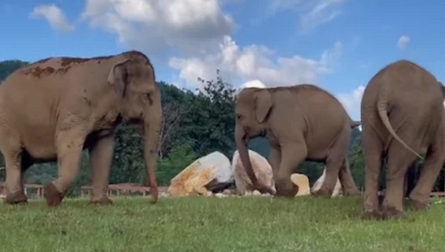 Watch: Video of elephant guiding blind friend towards food goes viral Watch: Video of elephant guiding blind friend towards food goes viral