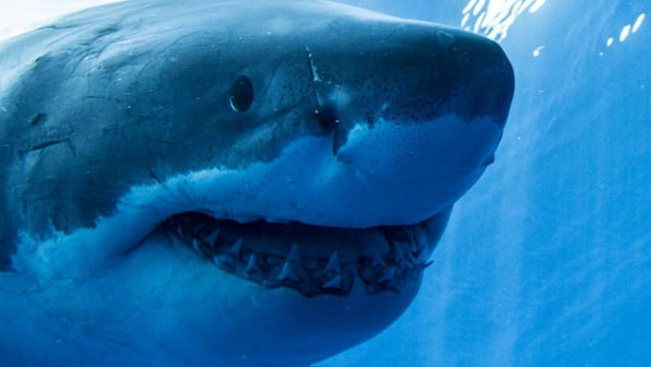 Shark teeth lost in Antarctica millions of years ago recorded Earth’s climate history
