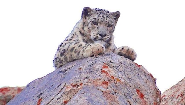 The population of Snow Leopard in Ladakh is estimated to be around 200-300. Photo by Lobzang Visuddha.