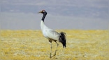 A year-and-a-half since Ladakh received union territory status, plans underway to nominate a new state bird and animal