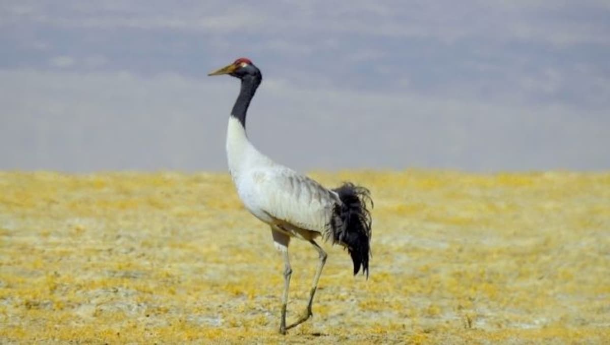 A year-and-a-half since Ladakh received union territory status, plans  underway to nominate a new state bird and animal-Art-and-culture News ,  Firstpost