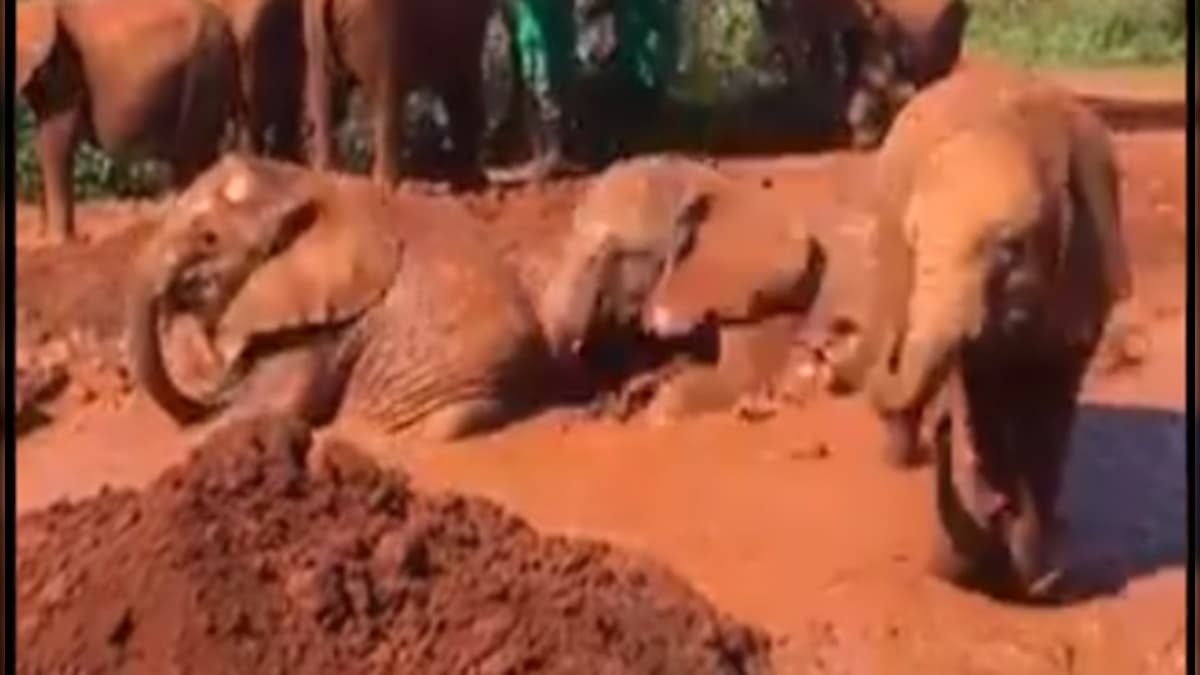 Watch: Video of baby elephants enjoying mud bath in Kenya goes viral