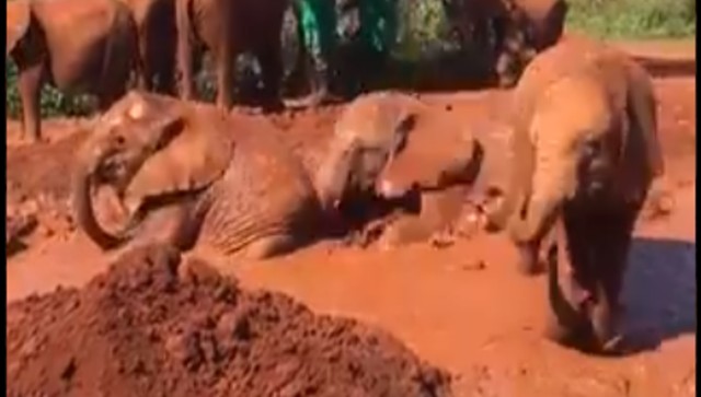 Watch: Video of baby elephants enjoying mud bath in Kenya goes viral Watch: Video of baby elephants enjoying mud bath in Kenya goes viral