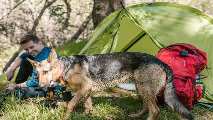 A very important piece of camping equipment, a good quality tent! A very important piece of camping equipment, a good quality tent!