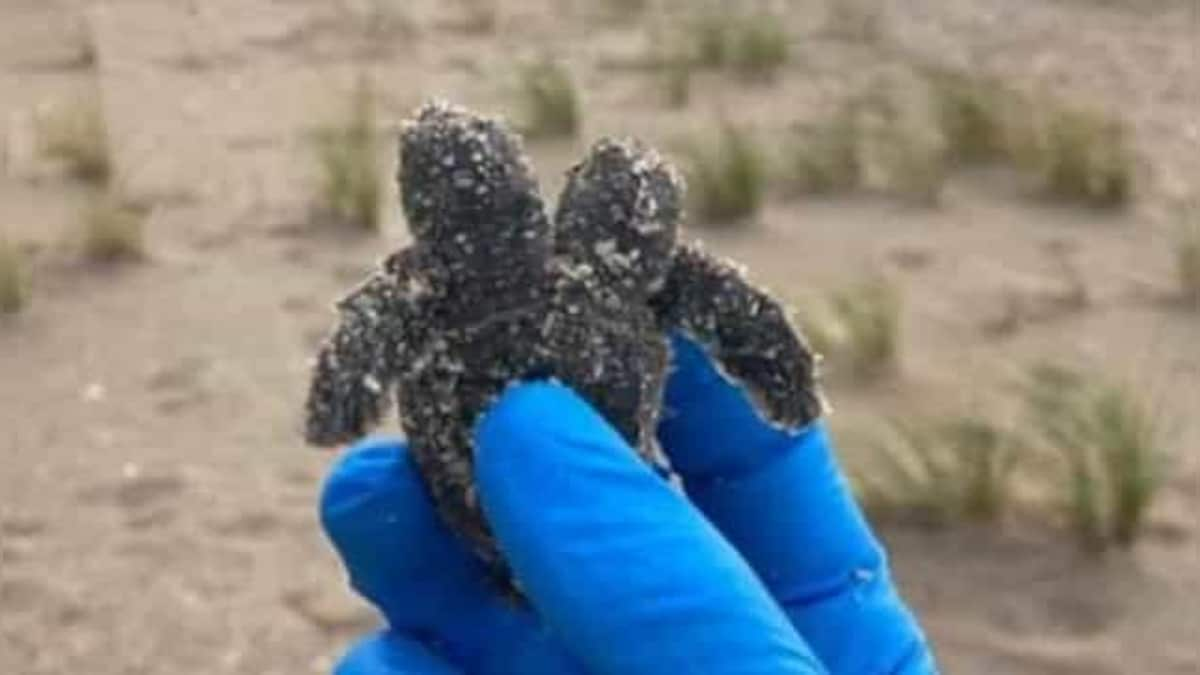 Rare two-headed sea turtle found on South Carolina beach; picture goes viral