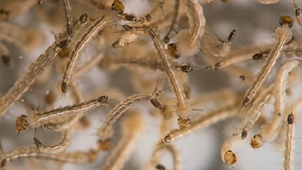 Doctor, three others test positive for Zika virus; total cases in state rise to 23