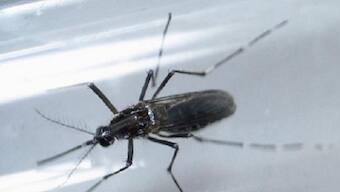 Zika virus: Two more test positive in Kerala, taking total infections in state to 21