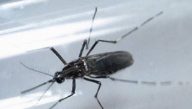 Zika virus: Two more test positive in Kerala, taking total infections in state to 21