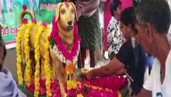 Andhra Pradesh man builds bronze statue of pet dog on its fifth death anniversary