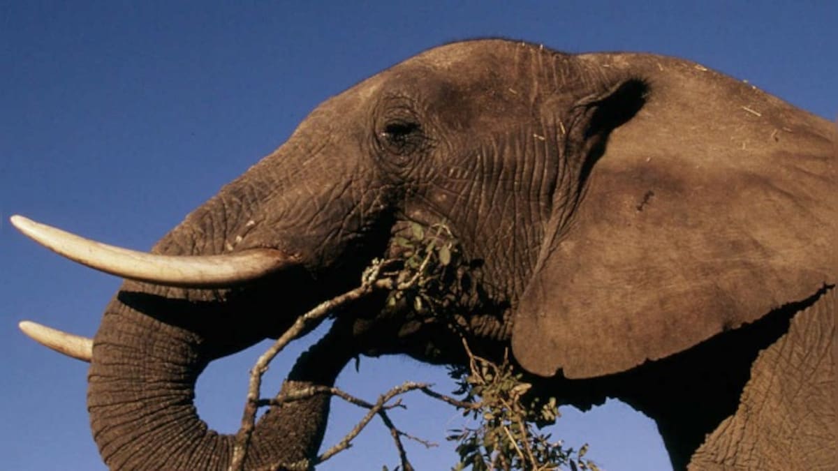 'Adorable': Baby elephant makes a grass hat for himself, watch viral video here