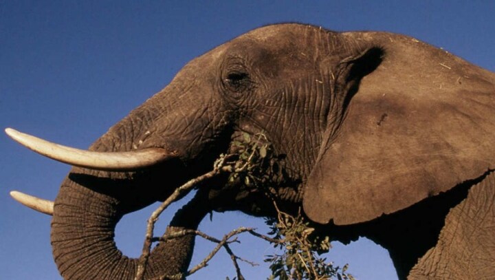 Wild female elephant dies of anthrax in Tamil Nadu's Coimbatore district