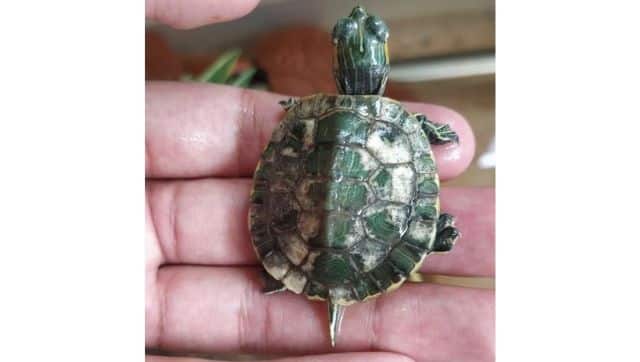 Red-eared slider with shell rot. The exotic species is a popular pet option but puts India’s native wildlife at risk. Photo by Rahul Kulkarni.