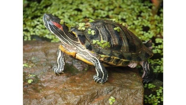 How unaware turtle owners are facilitating the spread of an invasive species found in water bodies across India How unaware turtle owners are facilitating the spread of an invasive species found in water bodies across India