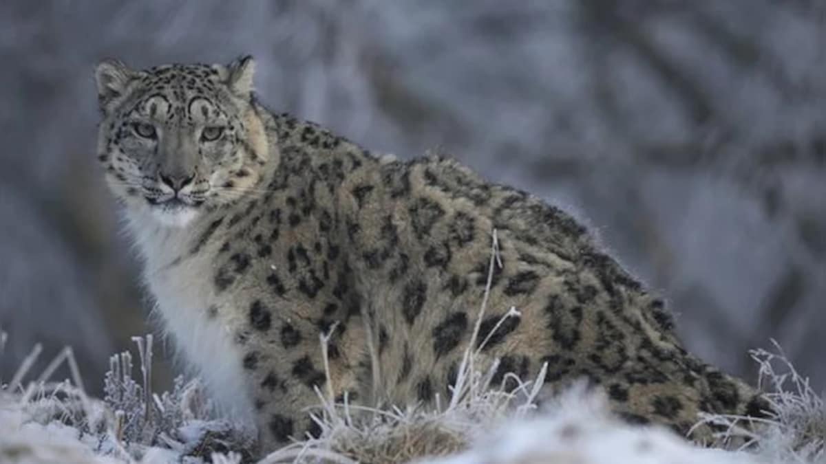 Can you spot the snow leopard? Viral image of 'phantom cat' puzzles social media users