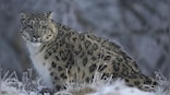 Can you spot the snow leopard? Viral image of 'phantom cat' puzzles social media users
