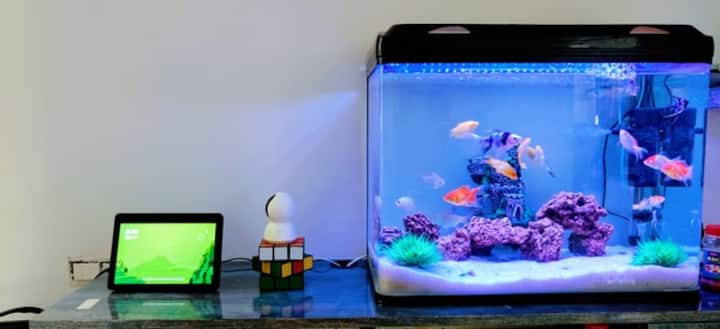 Aquarium tanks for small fishes