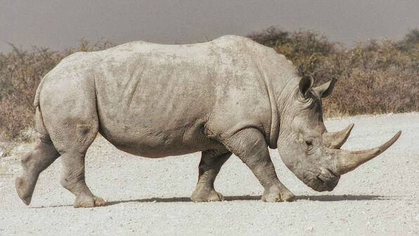 Embryos created to save northern white rhinos from functional extinction
