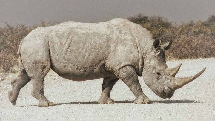 Embryos created to save northern white rhinos from functional extinction