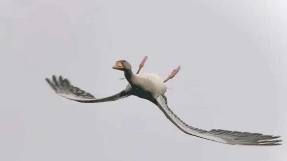 Viral image of goose flying upside down takes social media by storm