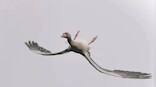 Viral image of goose flying upside down takes social media by storm