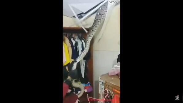 Rescue worker removes giant snake from ceiling of home; watch viral video