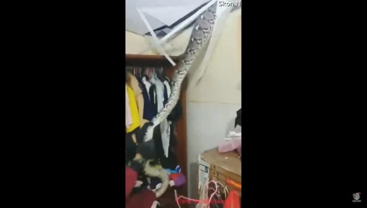 Rescue worker removes giant snake from ceiling of home; watch viral video