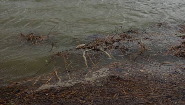 In the aftermath Cyclone Yaas, dead fish and saline ingress turned water in local ponds unsuitable for drinking and domestic use. Image courtesy: Taniya Sarkar