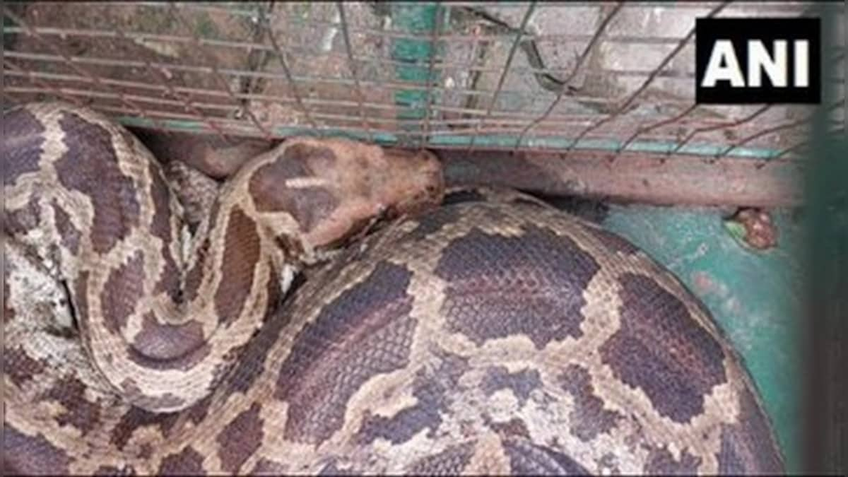 Ten foot python swallows monkey; Gujarat forest officials come to rescue