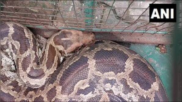 Ten foot python swallows monkey; Gujarat forest officials come to rescue
