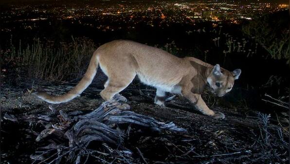 California woman fights off mountain lion with bare hands to rescue 5-year-old son